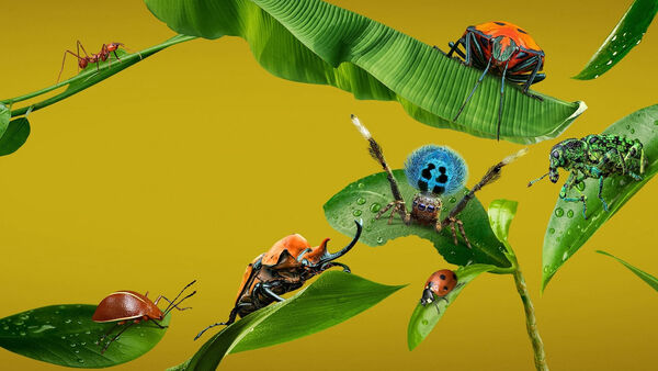 Poster phim A Real Bug’s Life