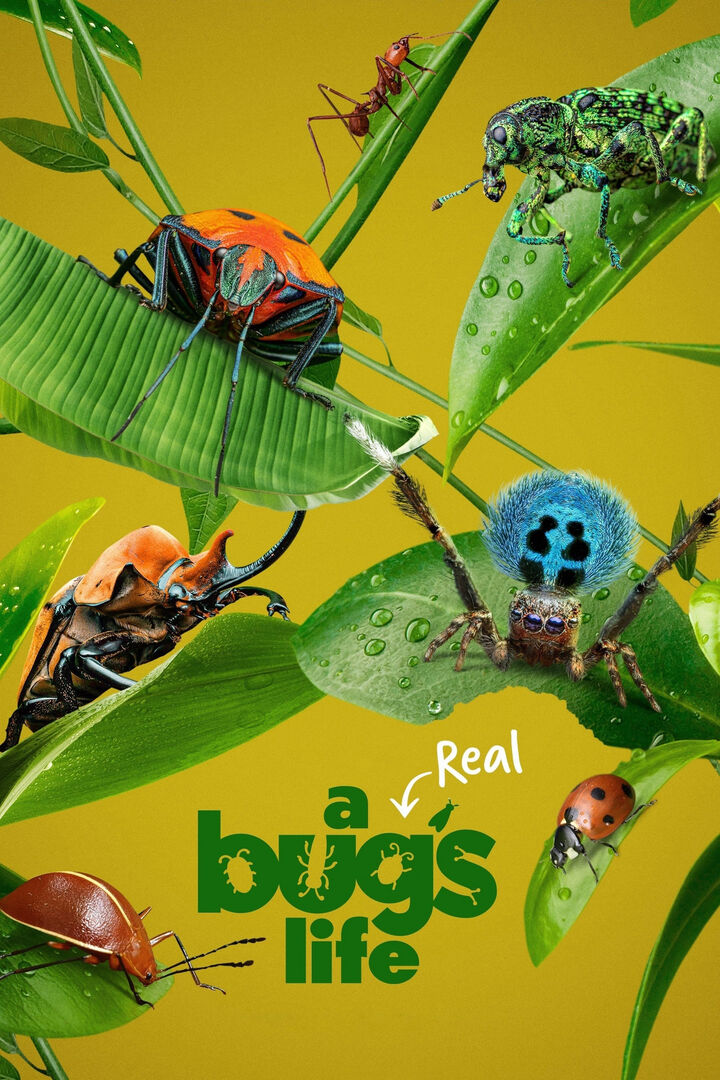 Tập 1 phim A Real Bug’s Life
