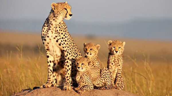 Poster phim African Cats