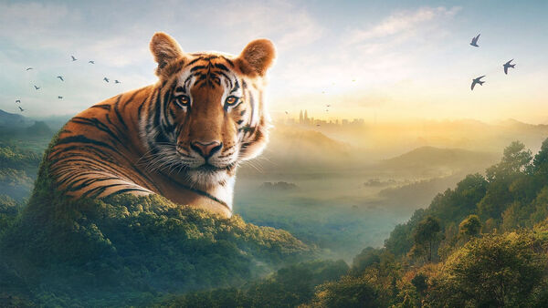Poster phim Asia