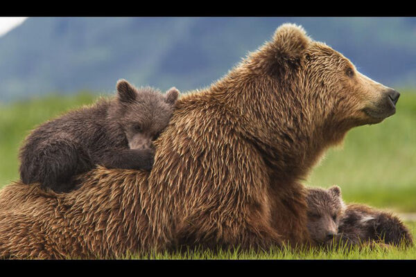 Poster phim Bears