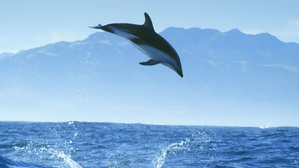 Poster phim Diving with Dolphins