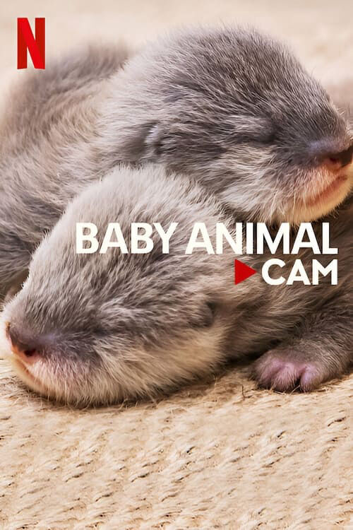 Hình ảnh phim Động vật bé cưng trên camera
