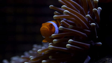 Hình ảnh tập 1 Great Barrier Reef
