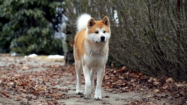 Poster phim Hachi: A Dog’s Tale
