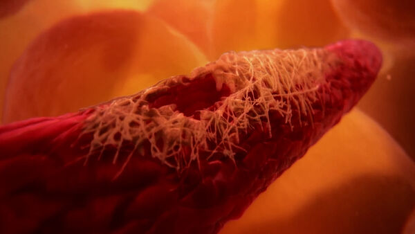 Poster phim Inside the Human Body