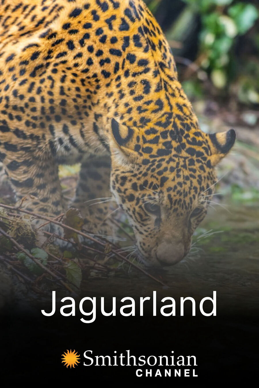 Hình ảnh phim Jaguarland