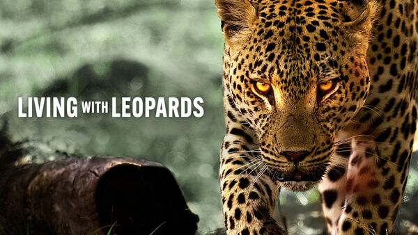 Poster phim Living with Leopards