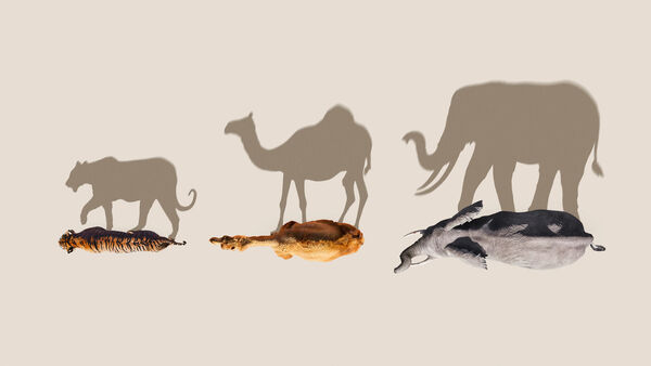 Poster phim Mammals (2024)