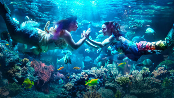 Poster phim MerPeople: Nghề nhân ngư