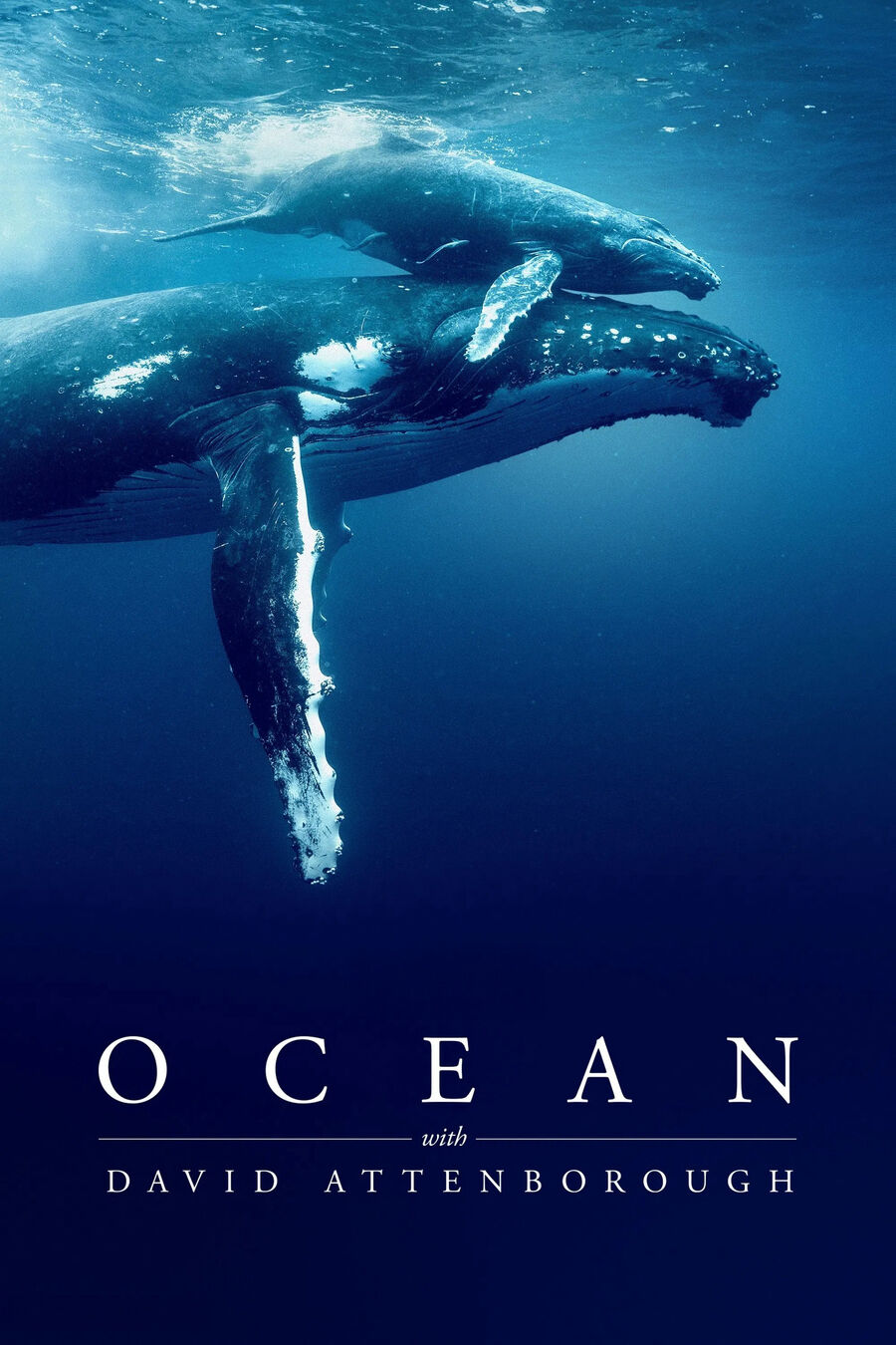 Hình ảnh phim Ocean with David Attenborough
