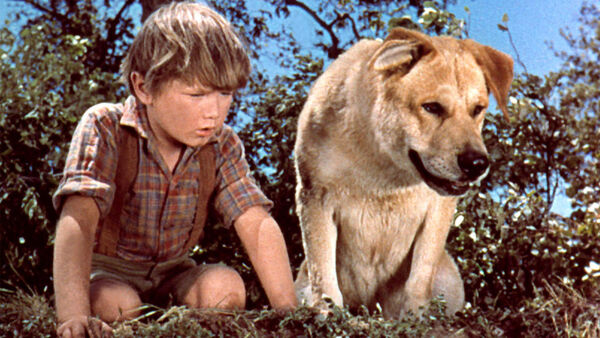 Poster phim Old Yeller