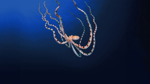 Poster phim Secrets of the Octopus