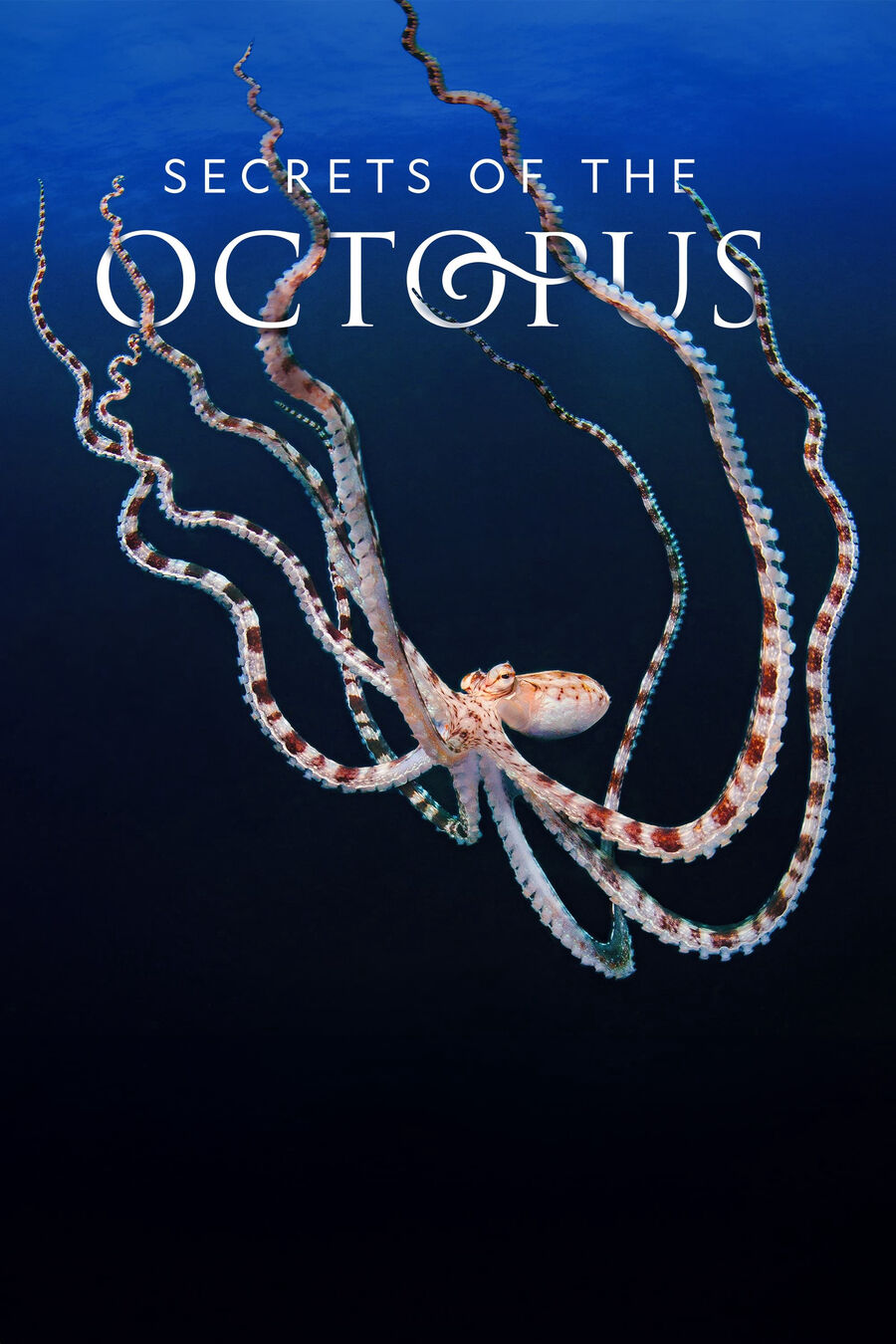 Hình ảnh phim Secrets of the Octopus