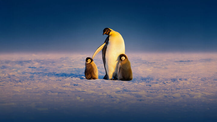 Tập 2 phim Secrets of the Penguins