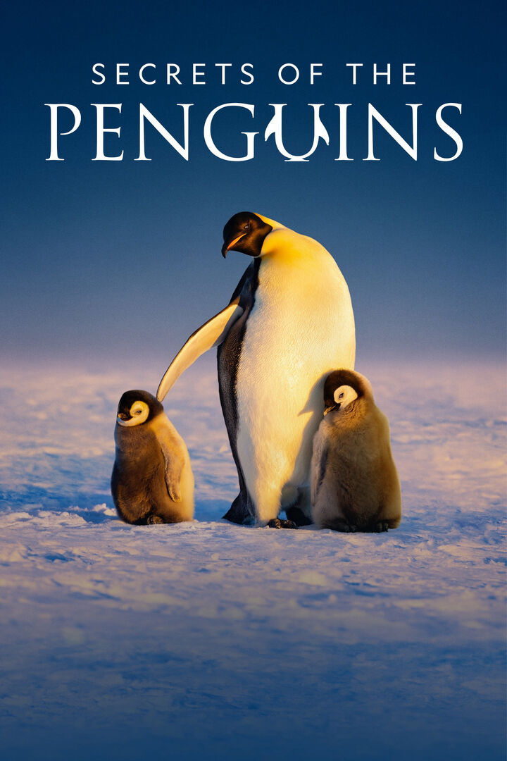 Tập 1 phim Secrets of the Penguins