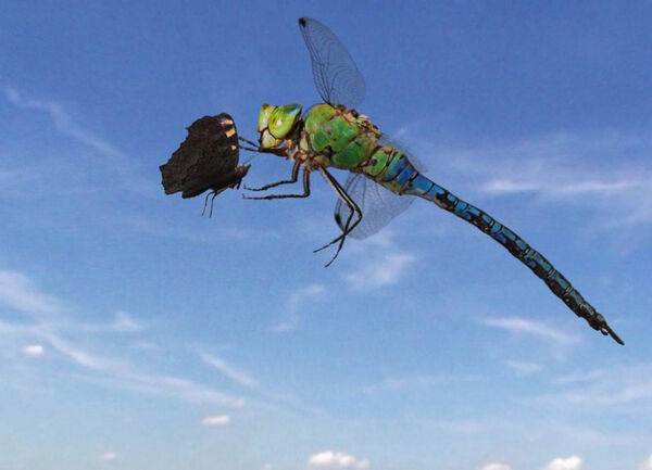 Poster phim Sky Hunters – The World of Dragonfly