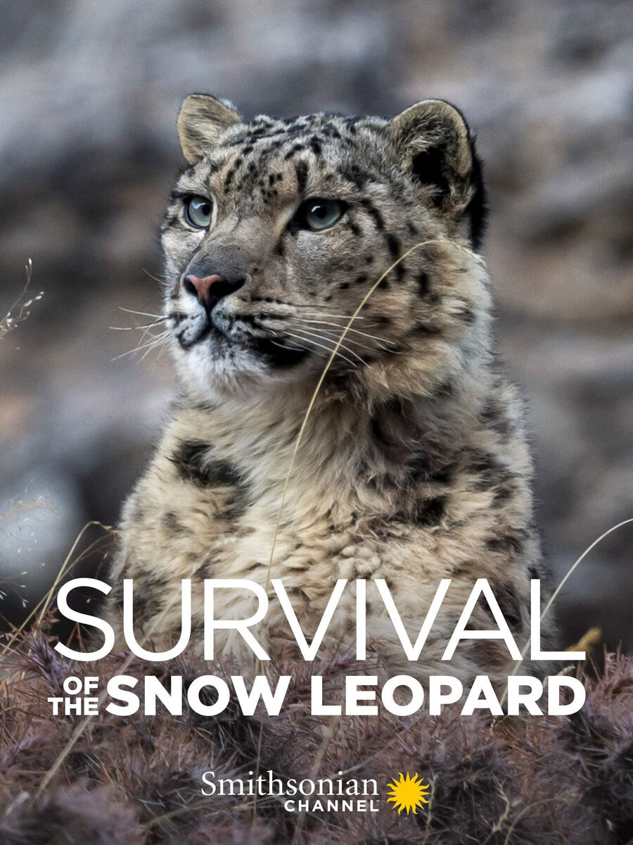 Hình ảnh phim Survival Of The Snow Leopard