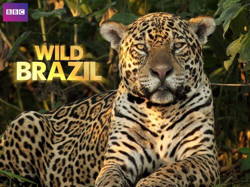 Poster phim Thiên Nhiên Brazil Hoang Dã