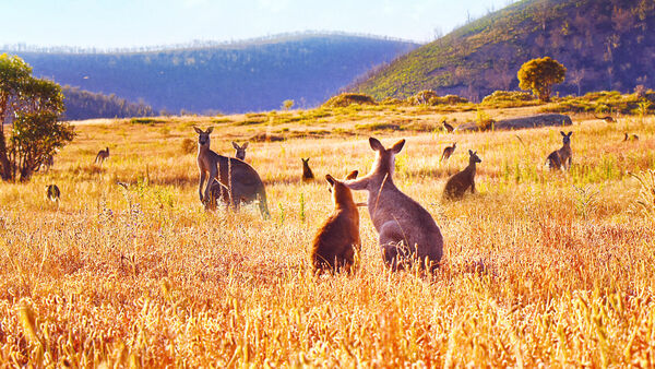 Poster phim Thung lũng kangaroo