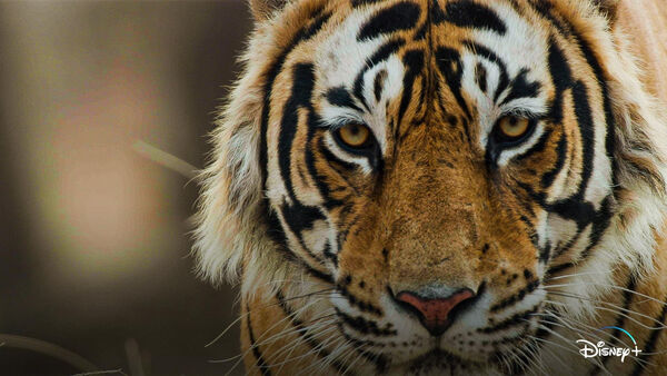 Poster phim Tiger