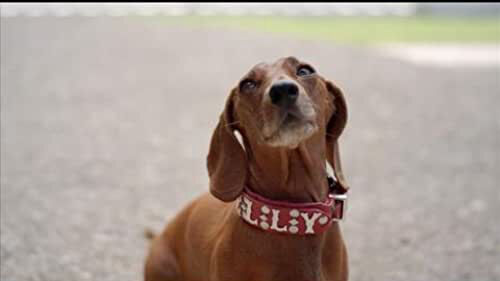 Poster phim Wiener Dog Internationals