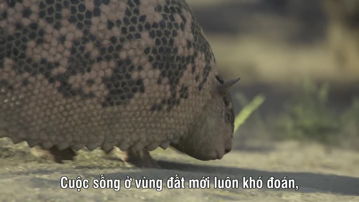 Tập 2 phim Hành Tinh Thời Tiền Sử (Phần 3)