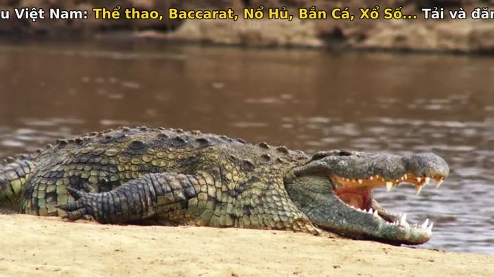 Tập 3 phim Nghệ thuật của tự nhiên (Phần 2)