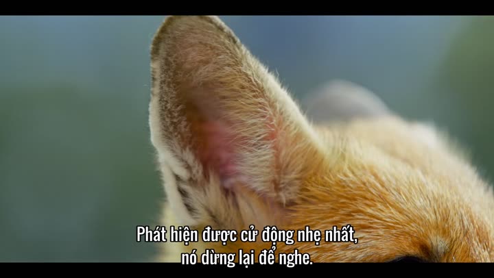 Hình ảnh tập 3 Những sinh vật tí hon