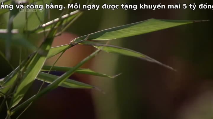 Tập 2 phim Thiên Nhiên Hoang Dã Trung Quốc